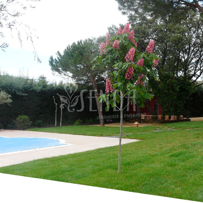 070426-jardineria-despues.jpg